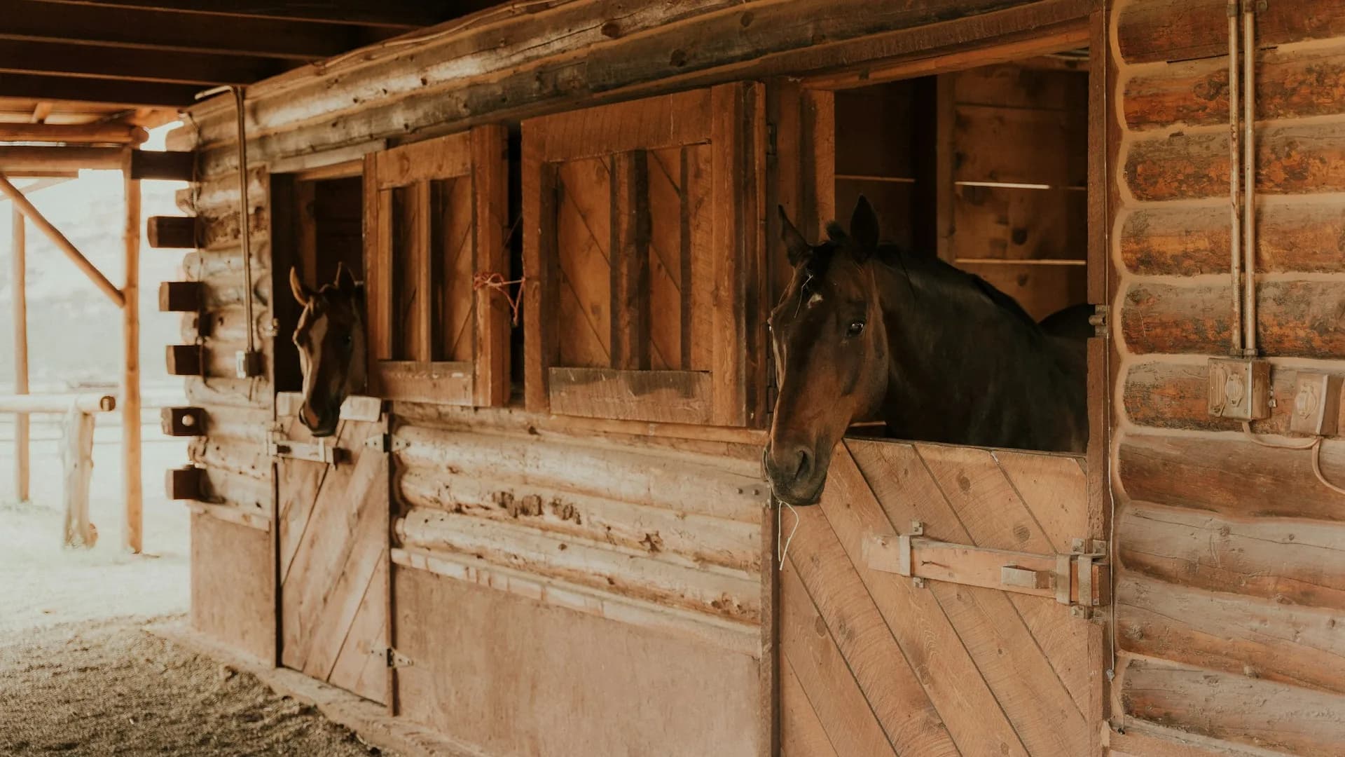 Two horses looking out from their stalls in a warm wooden barn